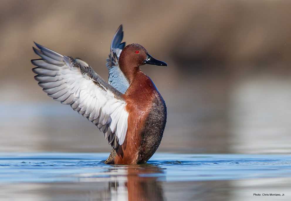 Cinnamon Teal Image